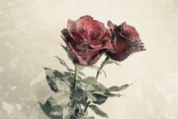 Isolated fresh red roses, grunge background