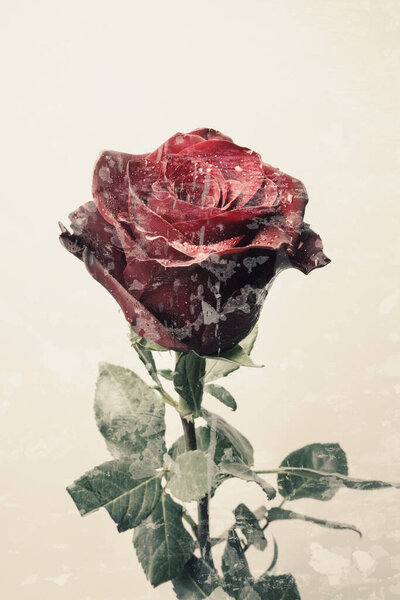 Isolated fresh red rose, grunge background