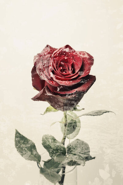 Isolated fresh red rose, grunge background