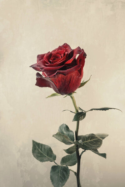 Beautiful fresh rose, isolated on grunge background
