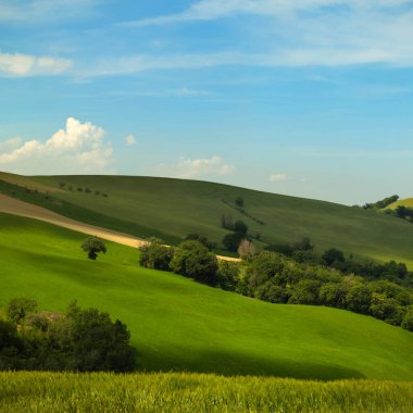 Kırsal bir manzara, yeşil buğday tarlaları