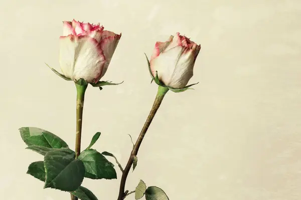 Beautiful Fresh Pink Roses Isolated Grunge Background —  Fotos de Stock