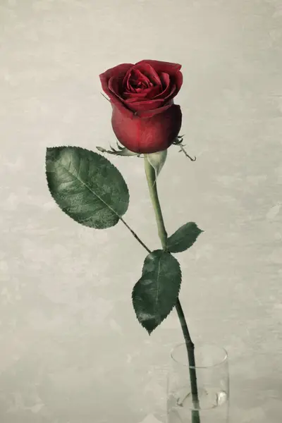 Güzelim taze gül, arka planda izole edilmiş.