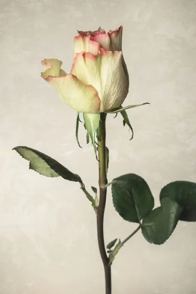 Όμορφο Φρέσκο Κίτρινο Τριαντάφυλλο Απομονωμένο Φόντο Grunge — Φωτογραφία Αρχείου