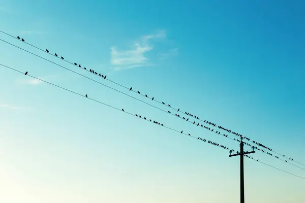 Günbatımında Yüksek Voltaj Kablolarındaki Kuşlar Stok Resim