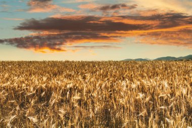 Gün batımında güzel kırsal alan, buğday tarlası ve bulutlu gökyüzü