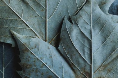 Uçak ağacı yapraklarının makro görüntüsü, doğa arkaplanı
