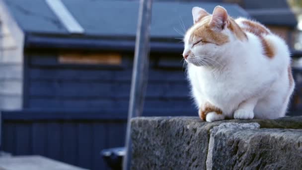 Τζίντζερ Και Λευκή Γάτα Κάθεται Αστικό Δρόμο Τοίχο Ευρύ Zoom — Αρχείο Βίντεο