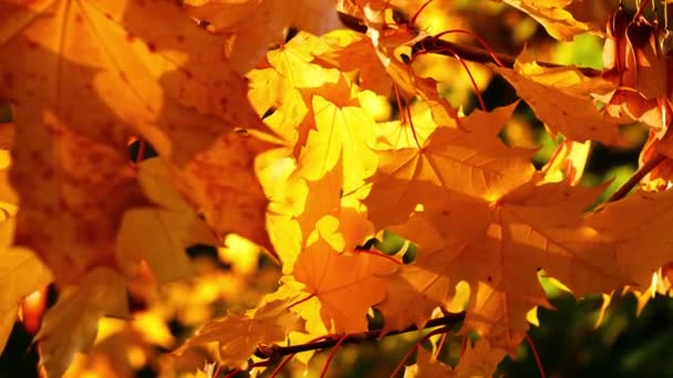 Golden Sycamore Árvore Folhas Outono Médio Câmera Lenta Zoom Tiro — Vídeo de Stock