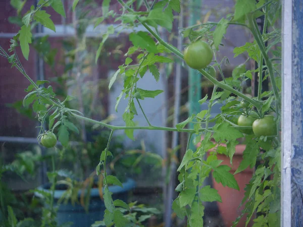 Green Tomatoes Ripen Vine Greenhouse Wide Shot Selective Focus — Stock Photo, Image
