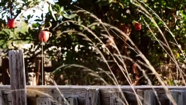 Rustikaler Klappriger Gartenzaun Mit Apfelbäumen Hintergrund Weites Zoombild Selektiver Fokus — Stockvideo
