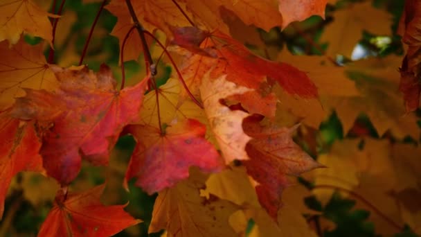 Červené Zlaté Listy Stromu Sycamore Podzimním Středním Pomalém Pohybu4K Výstřel — Stock video