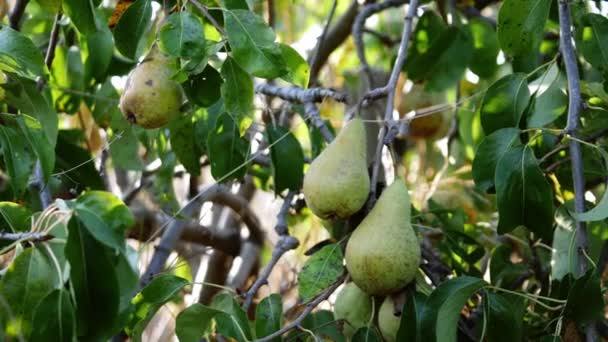 Ripe Pears Hang Tree Orchard Medium Slow Motion Medium Shot — Wideo stockowe