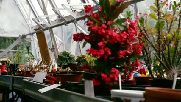 Flowers Plants Grow Fertile Greenhouse Dolly Shot Selective Focus — Stock Video