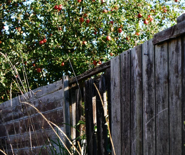 背景にリンゴの木と素朴なリッキーガーデンフェンスワイドショット選択的フォーカス — ストック写真