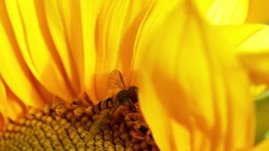 Eşek arısı tam çiçeklenme halinde Makro yavaş çekim zoom seçici odaklanma