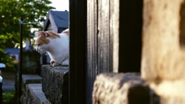 Τζίντζερ Και Λευκή Γάτα Κάθεται Αστικό Δρόμο Τοίχο Ευρύ Πυροβόλησε — Αρχείο Βίντεο