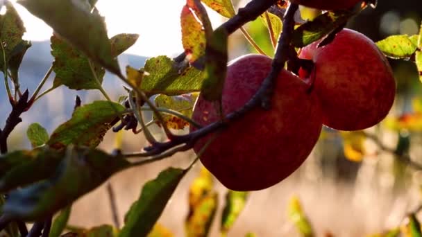 熟した赤いリンゴは太陽の牧草地の木から吊るされています4K閉じる選択的な焦点 — ストック動画