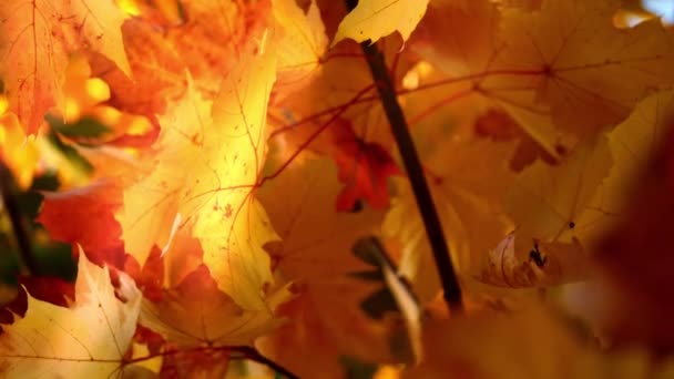 Golden Sycamore Tree Leaves Autumn Sunlight Medium Slow Motion Zoom — Video Stock