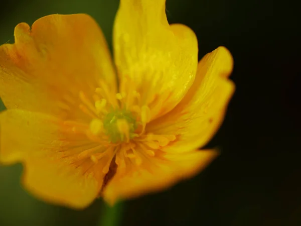 Amarillo Buttercup Flores Silvestres Sobre Fondo Verde Cerca Macro Enfoque —  Fotos de Stock