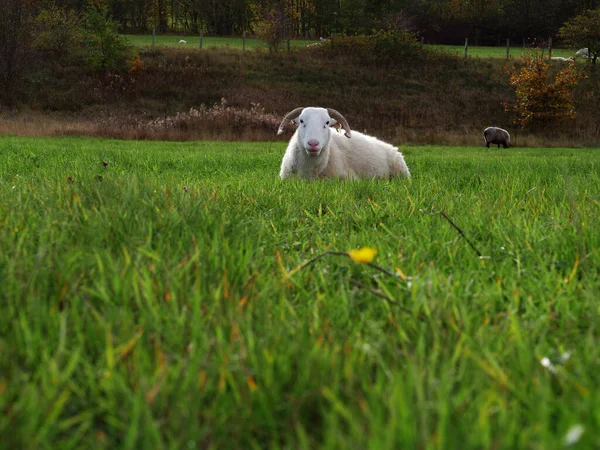 Sheep Lays Lush Green Farmland Pasture Wide Shot Selective Focus — Stock Photo, Image