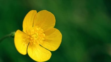 Yeşil zemin üzerinde sarı düğün çiçeği Makro yavaş çekim seçici odak kapat