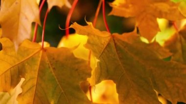 Altın Sycamore ağacı, sonbaharda orta yavaş çekimde ayrılır. Makro yakınlaştırma görüntüsü seçici odak noktasını kapat 