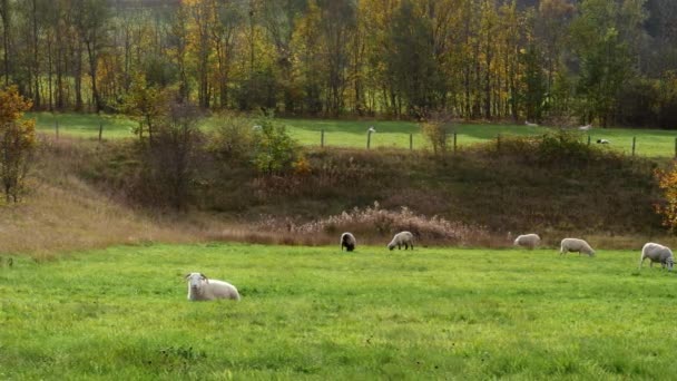 Flock Sheep Green Pastures Woodland Wide Dolly Shot Selective Focus — Stock Video