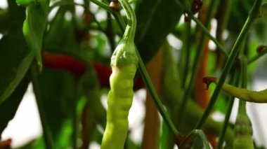 Şili biberleri olgunlaşır. Orta boy, seçici odaklanma.