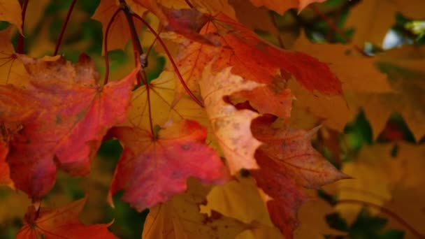 秋中の赤と金色のシカモアの木の葉スローモーションズームショット選択的フォーカス — ストック動画