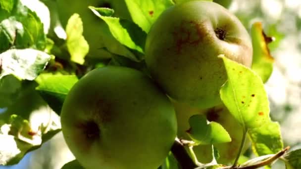熟した緑のリンゴは木からぶら下がります遅い動き選択的な焦点 — ストック動画