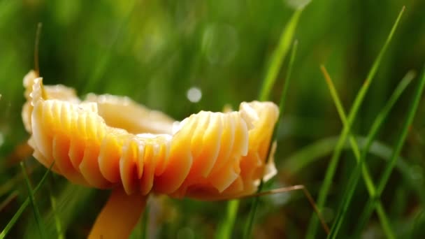 英国の田舎で野生に成長するまれなHalesowen真菌キノコは 選択的な焦点を閉じます — ストック動画