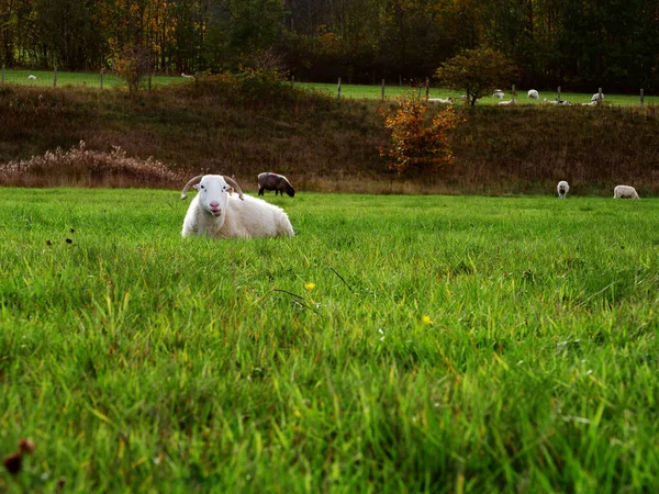 羊は緑豊かな農地の牧草地に広いショット選択的フォーカスを産む — ストック写真