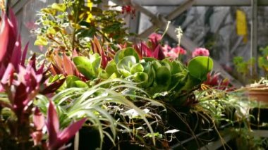 Uzun otlar ve bitkiler verimli serada büyür. Dolly zoom seçici bir odak noktası.