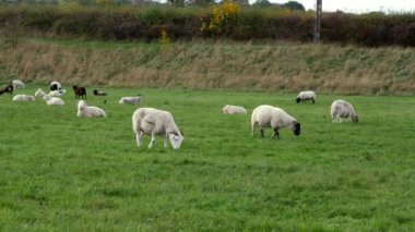 Yeşil otlaklardaki koyun sürüsü ve orman genişliğindeki dolly 4k seçici odak noktasını vurdu.