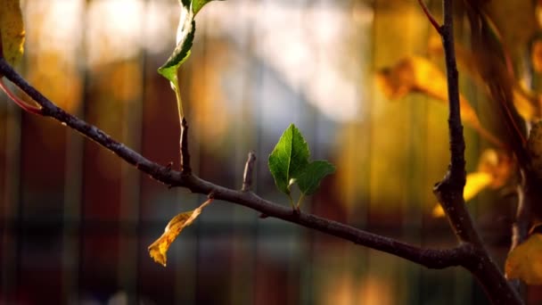 Jednotlivé Zelené Listy Střílet Strom Zimě Střední Zpomalení Záběr Selektivní — Stock video