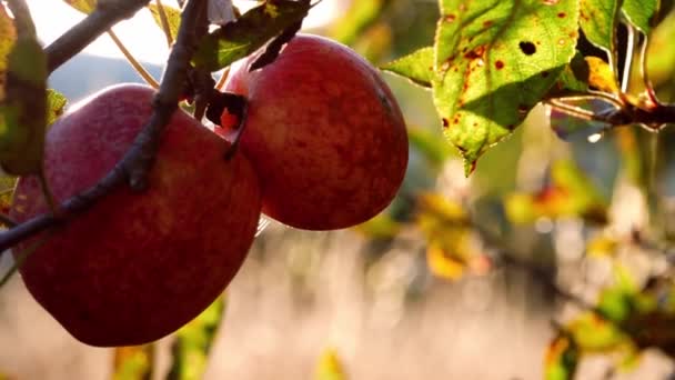 熟した赤いりんごは太陽の牧草地の木からぶら下がりズームアップ選択的なフォーカス — ストック動画
