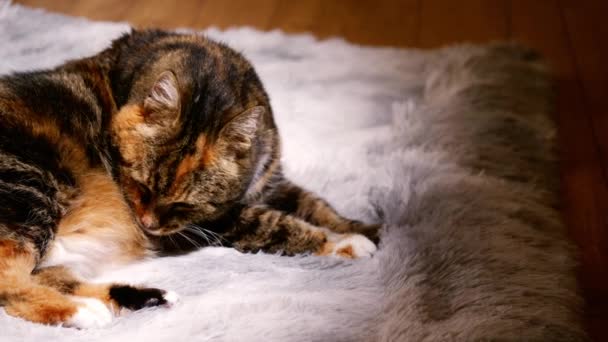 Cozy Calico Γάτα Χαλαρώνει Στο Χαλί Πορτρέτο Μέσο Πυροβόλησε Αργή — Αρχείο Βίντεο