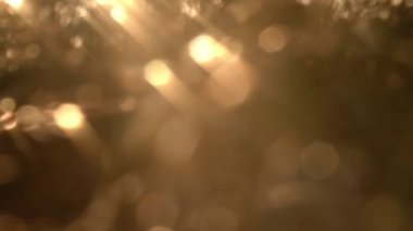 Altın gün batımında çimenler ışık ve bokeh arka plan seçici odaklı