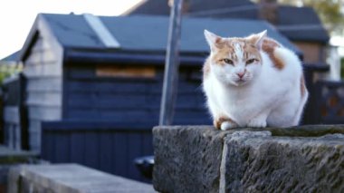 Zencefil ve beyaz kedi şehir duvarında oturuyor. Orta boy 4K seçici odak noktası. 