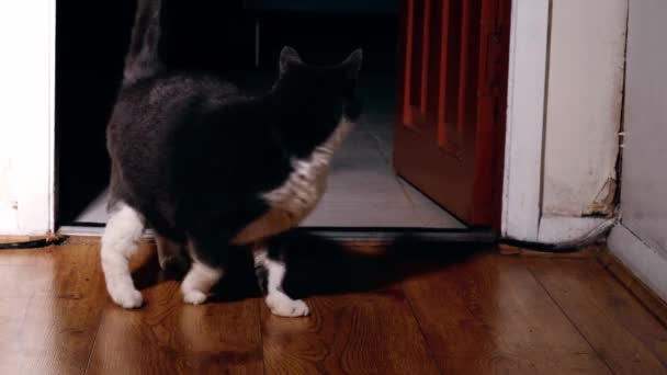 惊慌失措的猫在门口道中4K投篮慢动作选择性聚焦 — 图库视频影像
