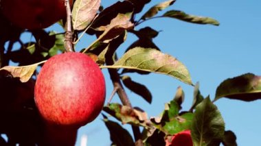 Olgun kırmızı elmalar ağaçtan sarkan yavaş çekimde seçici odak noktası.