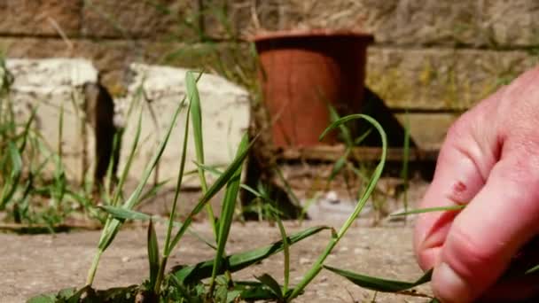 Kadın Karahindiba Otlarını Bahçedeki Yavaş Çekimde Yoktan Temizler Yakın Çekim — Stok video