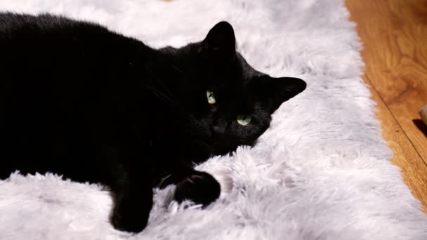 Sıcak Siyah Kedi Halı Üzerinde Dinleniyor Çekim Yavaş Çekim Seçici — Stok video