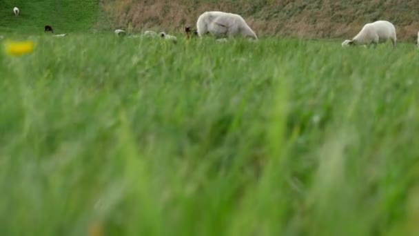 Flock Sheep Green Pastures Woodland Wide Tilting Shot Selective Focus — Stock Video