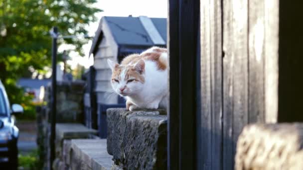 Τζίντζερ Και Λευκή Γάτα Κάθεται Αστικό Δρόμο Τοίχο Μέσο Zoom — Αρχείο Βίντεο