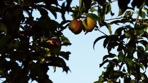 Apples Hang Tree Blue Sky Medium Slow Motion Zoom Shot — Vídeo de stock