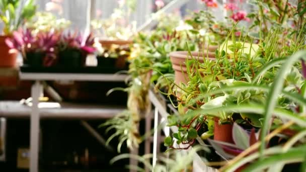 Ψηλό Γρασίδι Και Φυτά Αναπτύσσονται Γόνιμο Θερμοκήπιο Dolly Πυροβόλησε Επιλεκτική — Αρχείο Βίντεο