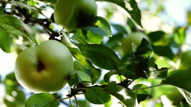 Dojrzałe Zielone Jabłko Wisi Drzewie Zbliżenie Slow Motion Selektywne Skupienie — Wideo stockowe