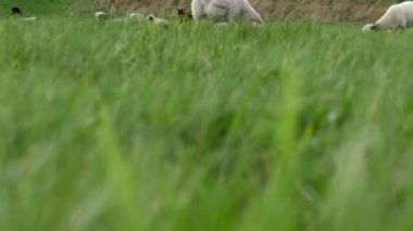 Yeşil otlaklarda koyun sürüsü ve geniş ormanlık geniş eğimli çekim odaklı seçici odaklanma